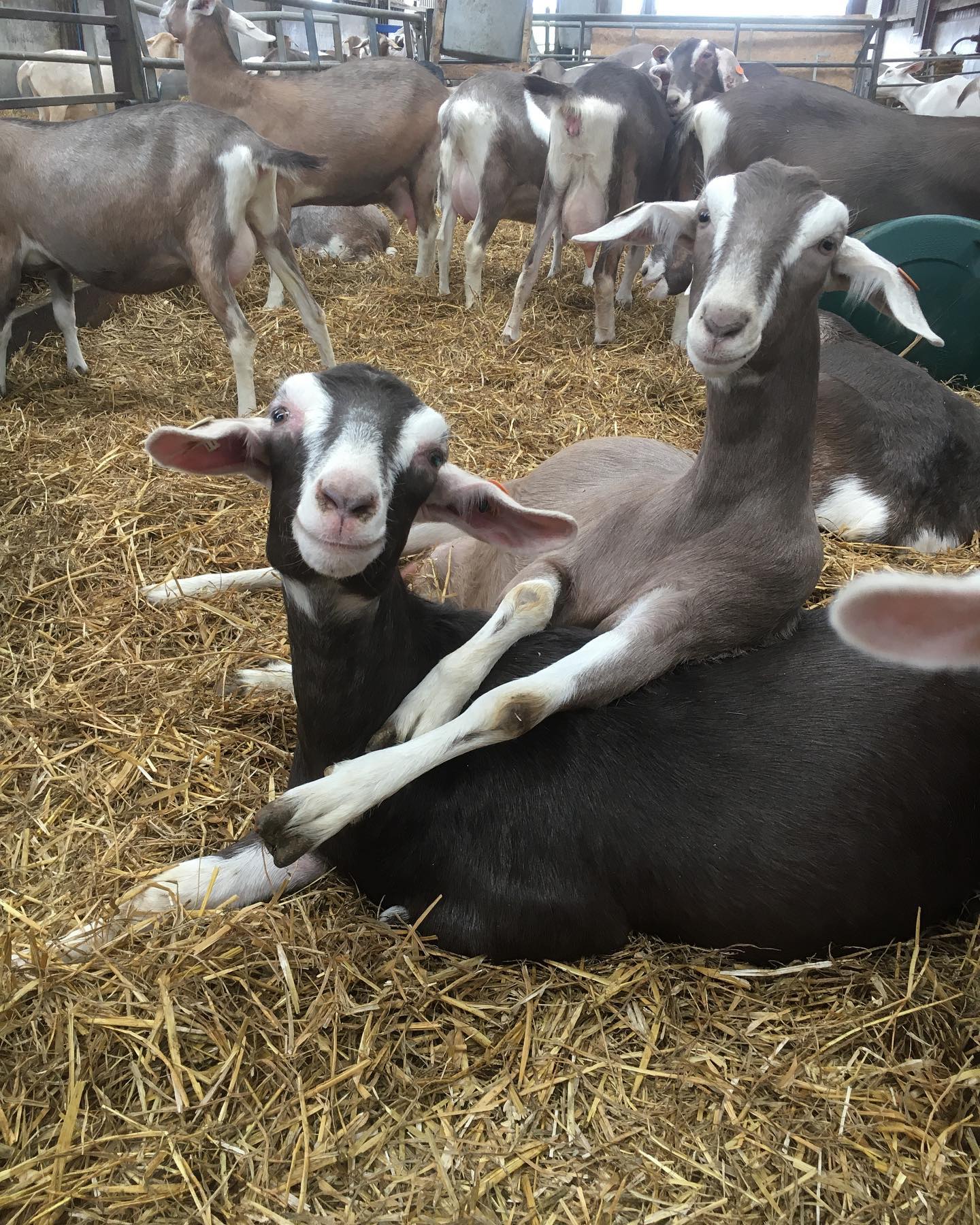 Homestead Farm